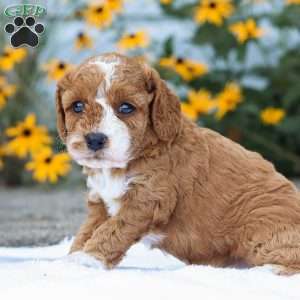 Carli F1B, Cavapoo Puppy